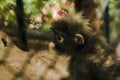 Dusky leaf monkey in the cage. Royalty Free Stock Photo