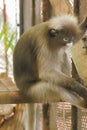 Dusky leaf monkey in the cage. Royalty Free Stock Photo