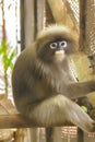 Dusky leaf monkey in the cage. Royalty Free Stock Photo