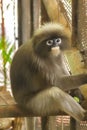 Dusky leaf monkey in the cage. Royalty Free Stock Photo