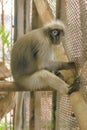 Dusky leaf monkey in the cage. Royalty Free Stock Photo