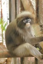 Dusky leaf monkey in the cage. Royalty Free Stock Photo