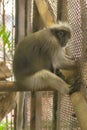 Dusky leaf monkey in the cage. Royalty Free Stock Photo