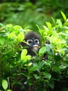 Dusky Leaf Monkey Langur