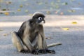 Dusky Leaf Monkey Royalty Free Stock Photo