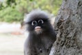 Dusky leaf monkey Royalty Free Stock Photo