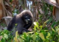 Dusky leaf monkey Royalty Free Stock Photo