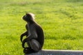 Dusky leaf monkey is residents in Thailand Royalty Free Stock Photo