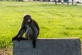 Dusky leaf monkey is residents in Thailand Royalty Free Stock Photo