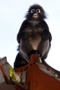 Dusky leaf monkey sitting in a roof gutter Royalty Free Stock Photo