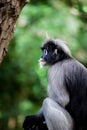 Dusky leaf monkey Royalty Free Stock Photo