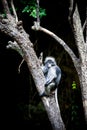 Dusky leaf monkey Royalty Free Stock Photo