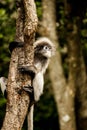 Dusky leaf monkey Royalty Free Stock Photo