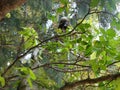 Dusky leaf monkey or spectacled langur (trachypithecus obscurus) on the tree. Royalty Free Stock Photo