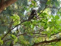 Dusky leaf monkey or spectacled langur (trachypithecus obscurus) on the tree. Royalty Free Stock Photo