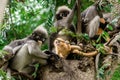 Dusky leaf monkey in Thailand