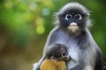 Dusky leaf monkey in thailand national park