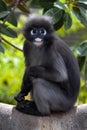 Dusky Leaf Monkey, Trachypithecus obscurus, sits on a tall tree and observes its surroundings Royalty Free Stock Photo