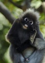 Dusky leaf monkey (Trachypithecus obscurus) Royalty Free Stock Photo