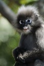 Dusky leaf monkey (Trachypithecus obscurus) Royalty Free Stock Photo