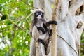 Dusky leaf monkey or Trachypithecus obscurus on tree Royalty Free Stock Photo