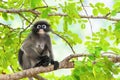 Dusky leaf monkey or Trachypithecus obscurus on tree Royalty Free Stock Photo