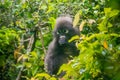 Dusky leaf monkey in the tropical forest in Thailand. Royalty Free Stock Photo