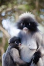 Dusky leaf monkey Royalty Free Stock Photo