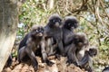 Dusky leaf monkey Royalty Free Stock Photo