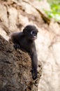Dusky leaf monkey Royalty Free Stock Photo