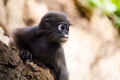 Dusky leaf monkey Royalty Free Stock Photo