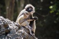 Dusky leaf monkey Royalty Free Stock Photo