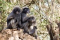 Dusky leaf monkey Royalty Free Stock Photo