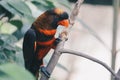 Dusky lories Pseudeos fuscata or banded Lories or Nuri kelam with orange and black feather. Royalty Free Stock Photo