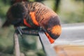 Dusky lories Pseudeos fuscata or banded Lories or Nuri kelam with orange and black feather