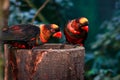 Dusky lory (Pseudeos fuscata) Royalty Free Stock Photo