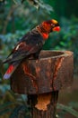 Dusky lory (Pseudeos fuscata) Royalty Free Stock Photo