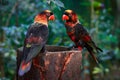 dusky lory (Pseudeos fuscata) sitting together Royalty Free Stock Photo