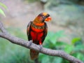 Dusky lory Pseudeos fuscata is a species of parrot also known as white-rumped lory, the dusky-orange lory, banded lories and dus Royalty Free Stock Photo