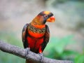 Dusky lory Pseudeos fuscata is a species of parrot also known as white-rumped lory, the dusky-orange lory, banded lories and dus