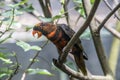 The dusky lory Pseudeos fuscata Royalty Free Stock Photo