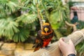 Dusky Lory,Pseudeos fuscata at Woburn Safari Park Royalty Free Stock Photo