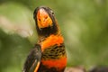 The dusky lory or the white-rumped lory or the dusky-orange lory (Pseudeos fuscata) in the branch Royalty Free Stock Photo