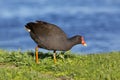 Dusky Moorhen Royalty Free Stock Photo