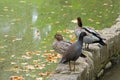 Dusky Moorhen bird, Australian wood ducks in Melbourne, Australia