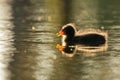 Dusky Moorhen chick Royalty Free Stock Photo