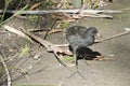 The dusky moorhen chick has large feet Royalty Free Stock Photo