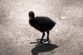the dusky moorhen chick is lost Royalty Free Stock Photo