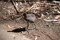 this is a young dusky moorhen