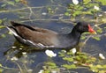 Dusky Moorhen Chicks